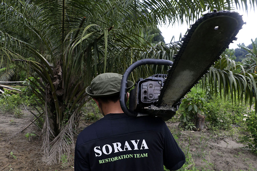 Sawit ilegal ditebang di wilayah Soraya, Kota Subulussalam, Aceh. Foto: Junaidi Hanafiah/Mongabay Indonesia