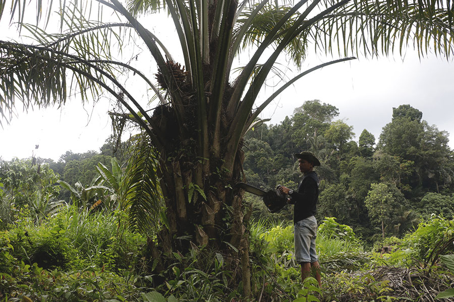 Setelah pemberangusan sawit selesai dilakukan, penanaman kembali akan dilanjutkan dengan tanaman hutan asli. Foto: Junaidi Hanafiah/Mongabay Indonesia