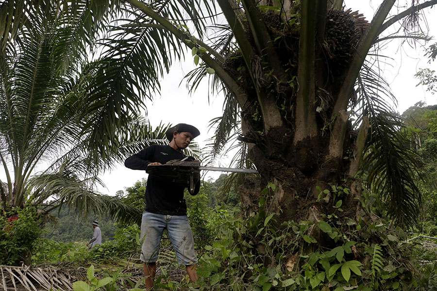 FKL telah merobohkan sawit dan kebun di Kabupaten Aceh Selatan dan Kota Subulussalam, seluas 361 hektar pada 2018. Foto: Junaidi Hanafiah/Mongabay Indonesia