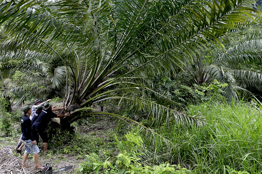 Jumlah sawit yang ditebang mencapai 265.320 batang di Kawasan Ekosistem Leuser. Foto: Junaidi Hanafiah/Mongabay Indonesia