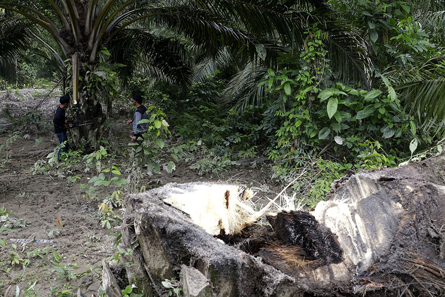 Sejauh ini sudah 2.778 hektar lahan rusak di Kawasan Ekosistem LEuser yang telah direstorasi. Foto: Junaidi Hanafiah/Mongabay Indonesia