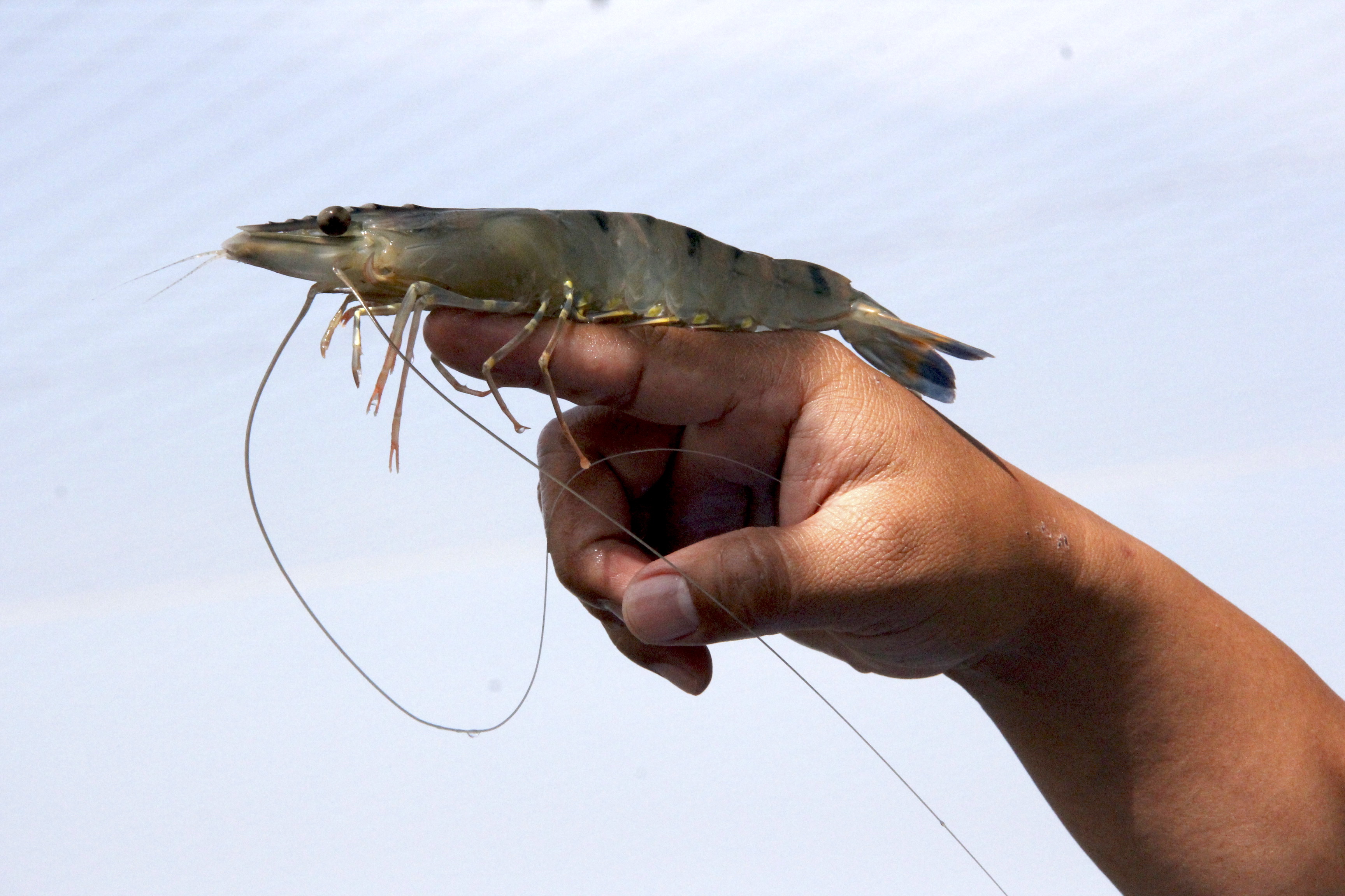 Udang, salah satu andalan produk budidaya perikanan Indonesia. Foto : news.kkp.go.id/Mongabay Indonesia