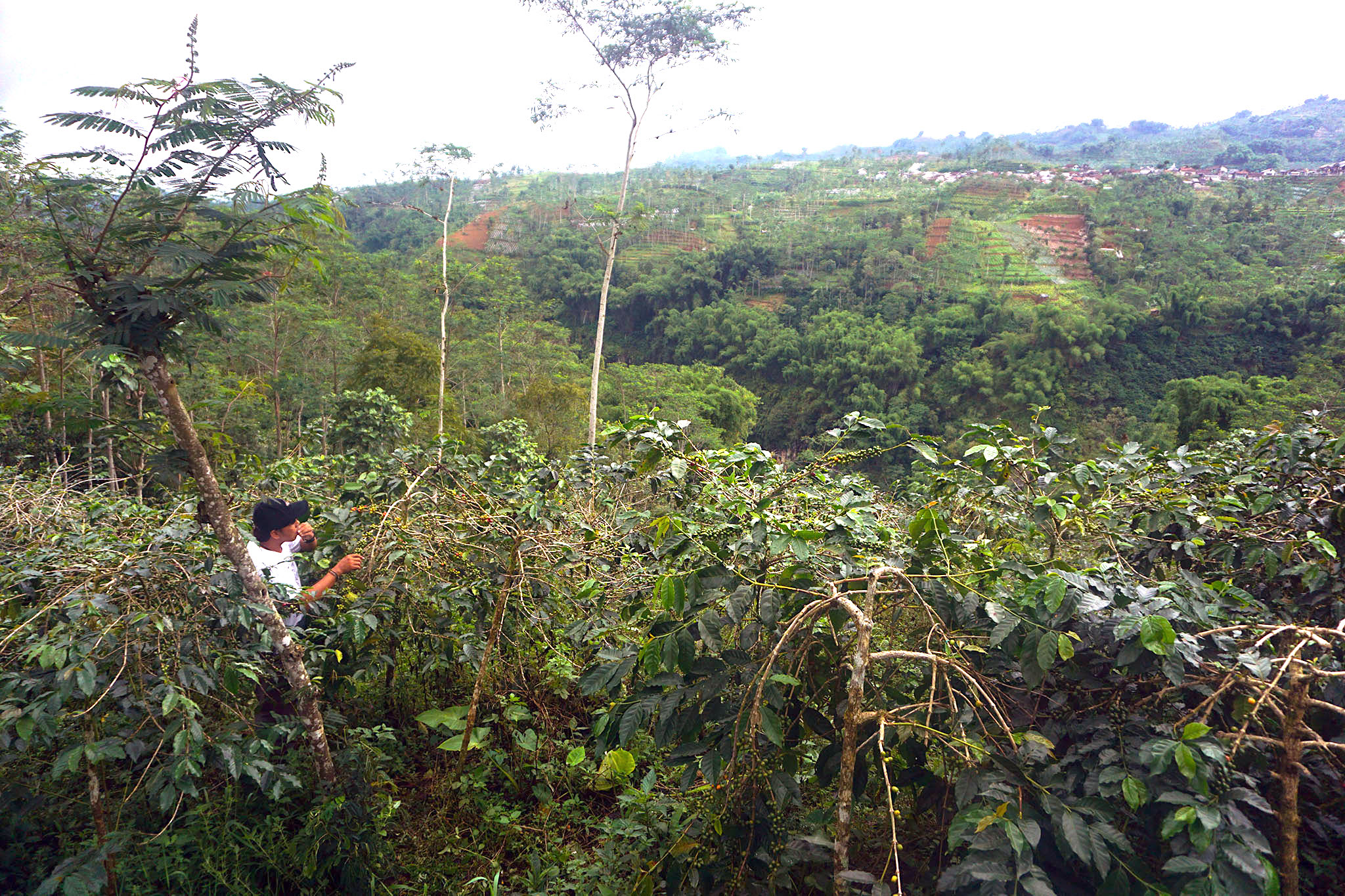 Areal pohon kopi yang berada di lereng pegunungan di Banjarnegara, Jateng. Selain bernilai ekonomi, tanaman kopi juga sebagai pohon konservasi | Foto: L Darmawan/Mongabay Indonesia