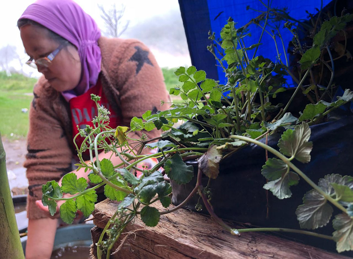 Tanaman Purwaceng ditanam di polibag. Hampir setiap warga di Dieng memiliki tanaman Purwaceng, namun hanya sedikit yang membudidayakan | Foto: L Darmawan/Mongabay Indonesia