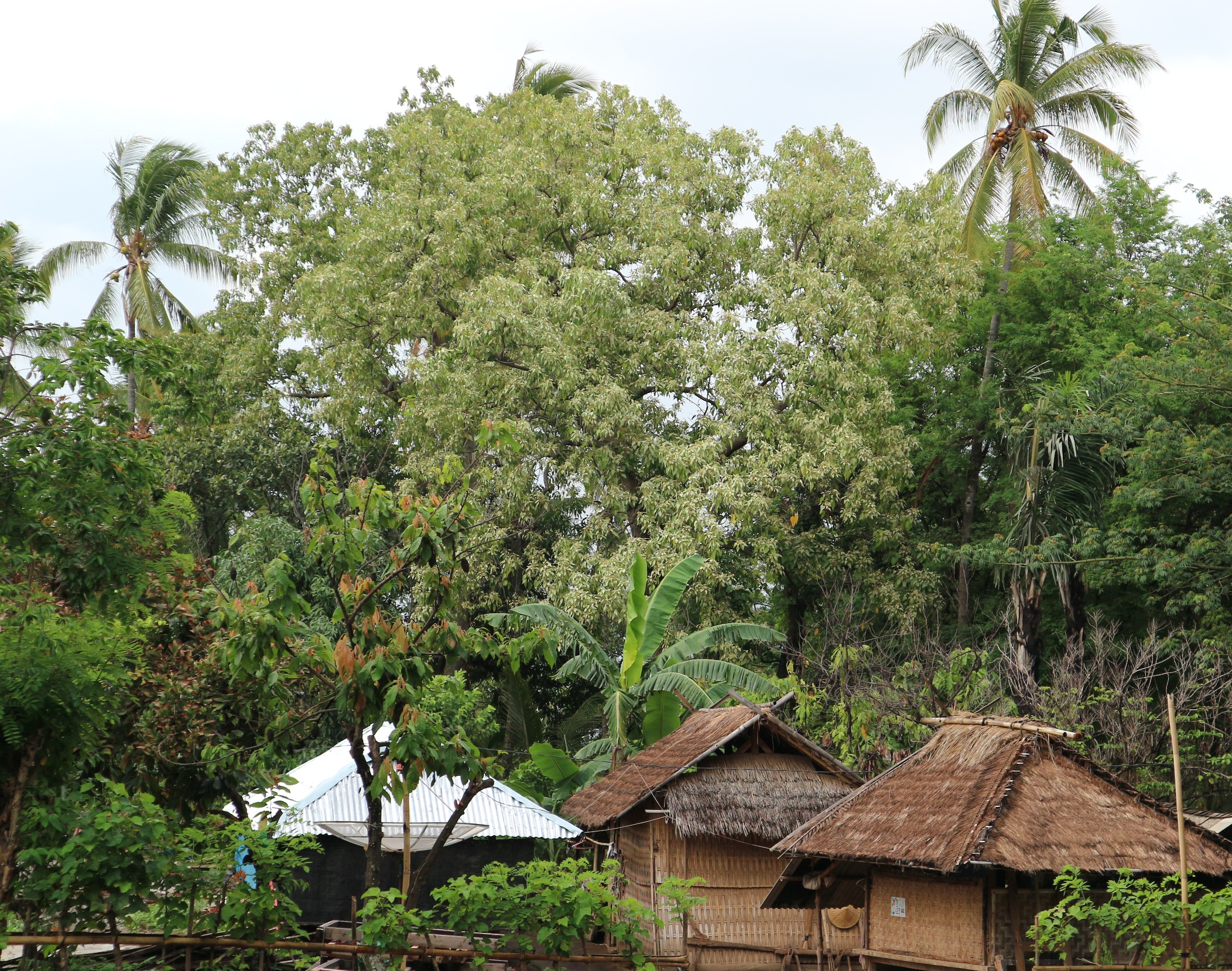 Ketika musim berbunga, pohon kemiri di pekarangan rumah, kebun, dan lahan HKm menjadi daya tarik di desa-desa yang berbatasan dengan HKm | Foto: Fathul Rakhman/Mongabay Indonesia