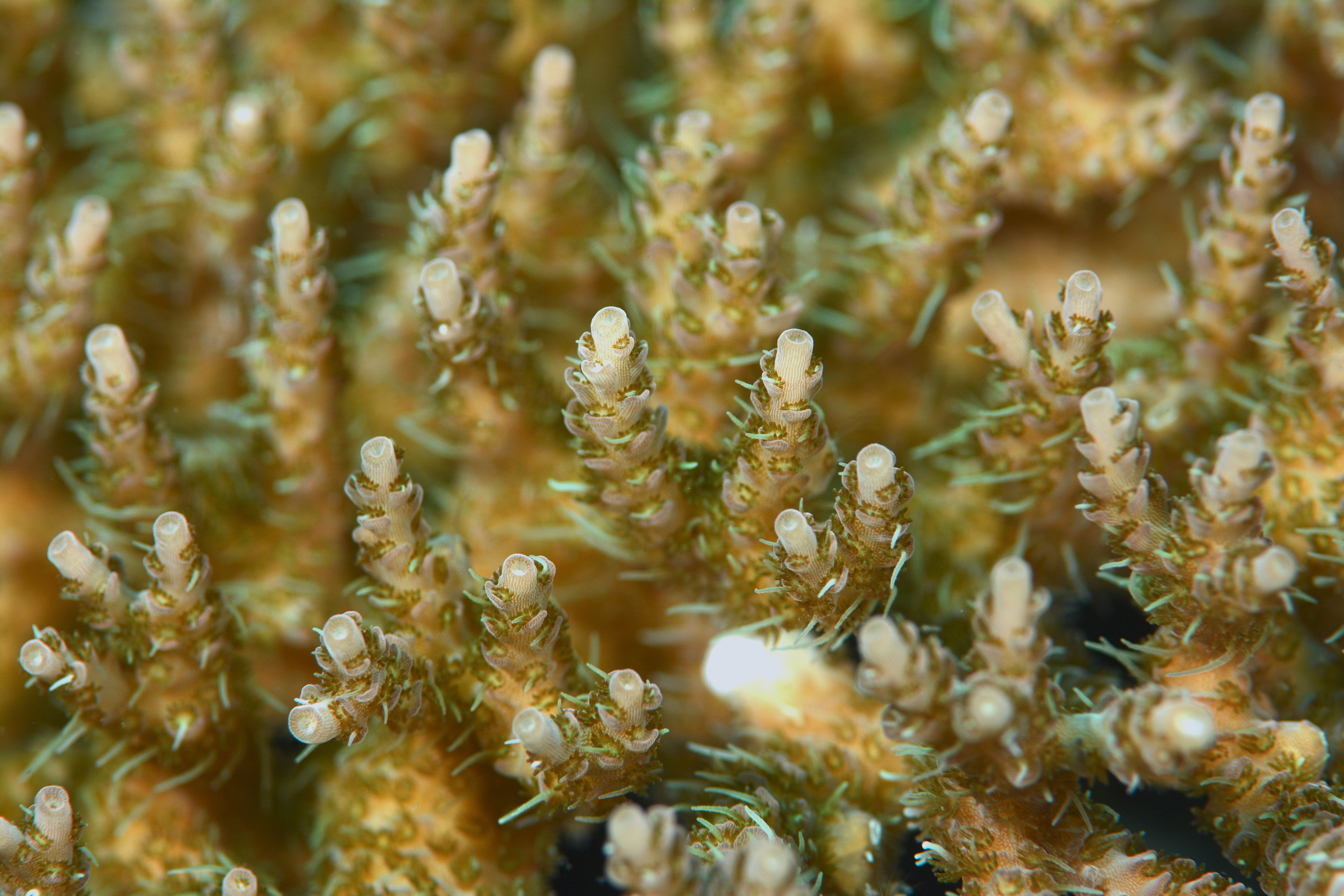 Momen keluarnya tentakel dari 1 polip karang di perairan sekitar tugu Boboca, Teluk Manado, Sulut. Foto : tim Scientific Exploration/Mongabay Indonesia