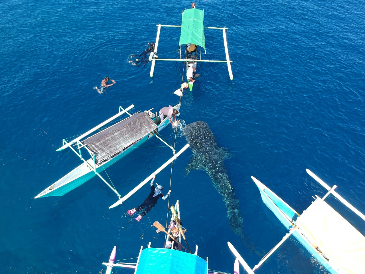  Kehadiran hiu paus di pantai Botubarani, Gorontalo telah menjadi magnet bagi wisatawan. Tampak pengujung berinteraksi dengan hiu paus | Foto: Adiwinata Solihin 