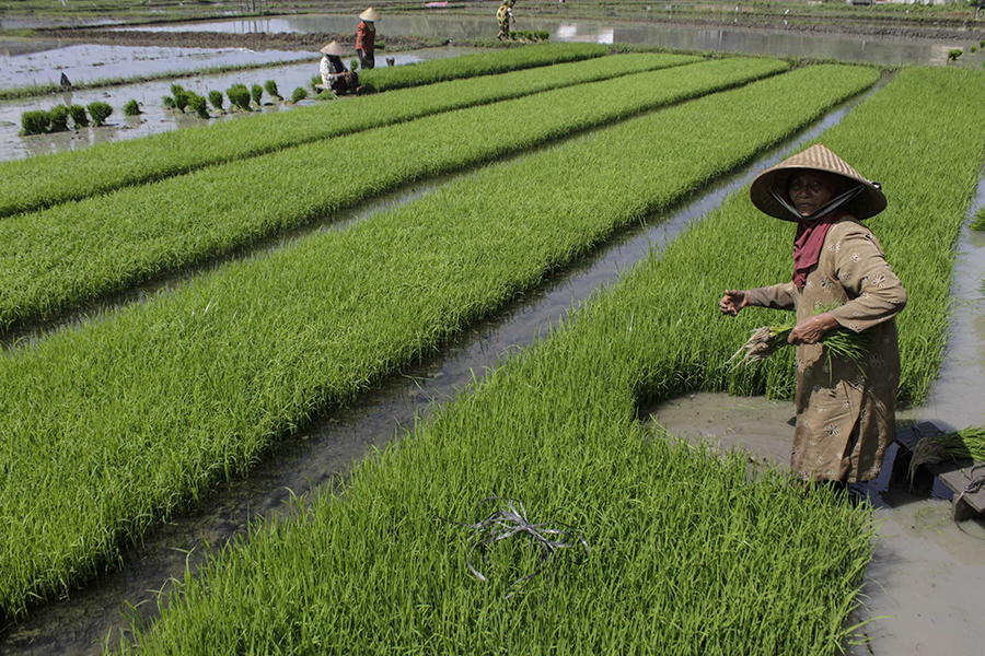 Gelatik yang di sebagian masyarakat masih dianggap sebagai hama pertanian terutama tanaman padi | Foto: Junaidi Hanafiah/Mongabay Indonesia