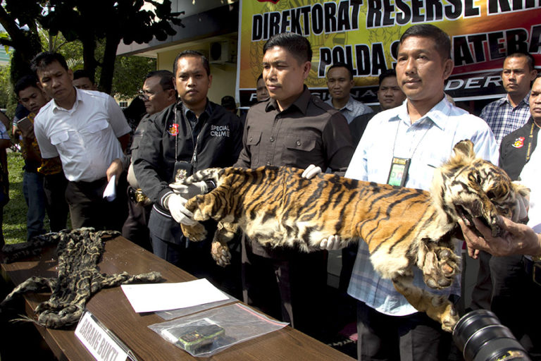 Jual Kulit Harimau Anggota Jaringan Perdagangan Satwa Jual Kulit Harimau Anggota Jaringan Perdagangan Satwa