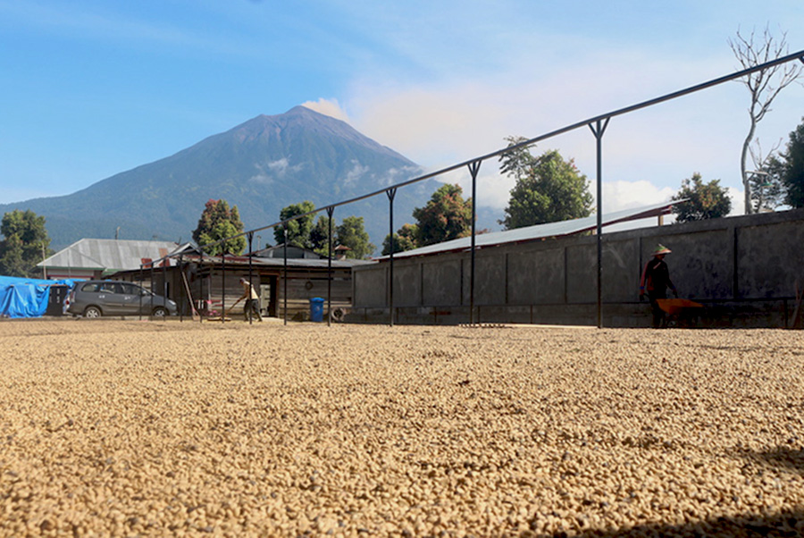 Proses penjemuran kopi arabika Kerinci. Tampak latar belakang Gunung Kerinci, gunung tertinggi di Sumatera. Foto: Christopel Paino/Mongabay Indonesia