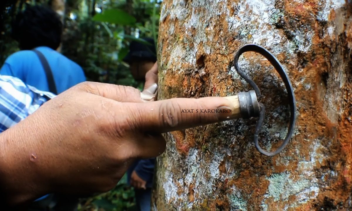 Pohon kemenyan sebelum disadap. Foto: Ayat Karokaro/ Mongabay Indonesia