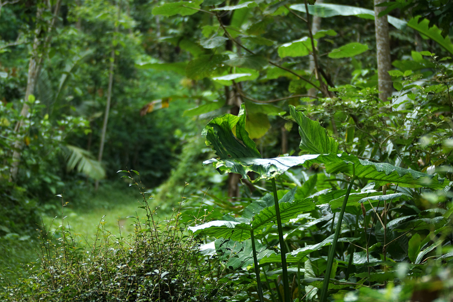 Desa Jatimulyo, Kecamatan Girimulyo, Kulon Progo, Yogyakarta adalah desa yang menyimpan potensi keragaman fauna dan flora serta potensi alam yang luar biasa. Desa Jatimulyo mempunyai keanekeragaman hayati yang besar seperti 97 jenis burung, 30-an jenis moluska, 30 jenis capung, 100-an jenis kupu-kupu, dan 30-an jenis anggrek. Keinginan untuk mengkonservasi kekayaan alam berawal dari inisiatif warga desanya sendiri setelah banyak eksploitasi alam dan perburuan burung di wilayah tersebut Desa Jatimulyo patut sebagai wilayah cagar alam atau perlindungan khusus Desa Jatimulyo, Kecamatan Girimulyo, Kabupaten Kulon Progo, Yogyakarta adalah desa yang sangat unik. Desa ini menyimpan potensi keragaman fauna dan flora serta potensi alam yang luar biasa. Beberapa penelitian dan pendataan, baik dari pihak luar maupun internal desa, menyebutkan bahwa paling tidak ada sekitar 20 gua, 97 jenis burung, 30-an jenis moluska (siput), 30 jenis capung, 100-an jenis kupu-kupu, 30-an jenis anggrek, dan ada banyak ditemukan fosil terumbu karang. Belum lagi jenis fauna lainnya seperti serangga dan yang lainnya. Kondisi alam Desa Jatimulyo, Kecamatan Girimulyo, Kulon Progo, Yogyakarta adalah desa yang menyimpan potensi keragaman fauna dan flora serta potensi alam yang luar biasa. Foto : Anton Wisuda/Mongabay Indonesia Ini luar biasa untuk potensi sebuah desa. Apalagi dahulu kala banyak pemburu burung yang dibiarkan bertahun-tahun. Kesadaran mulai timbul sekitar 5 tahun yang lalu, ketika beberapa orang yang tinggal di desa itu, diantaranya Kepala Desa Jatimulyo, Anom Sucondro dan warganya Kelik Suparno, merasa kehidupan alami desanya mulai hilang. Anom memulainya dengan Peraturan Desa No.8/2014 tentang lingkungan hidup, yang tentunya disertakan sanksi pidana dan perdata (denda Rp5-10 juta). Menurutnya, masyarakat yang dulunya seperti menelantarkan potensi alam yang luar biasa, yang dipunyai desa ini, didorongnya untuk berubah dengan Perdes itu. Dan ini juga masuk ke dalam Rencana Pembangunan Jangka Menengah Desa (RPJMDes) Selain itu, seperti dikutip Kompas.com, ada Perdes Pengelolaan Sumber Daya Air Desa, Perdes Perlindungan Karst Mandiri Desa, dan Perdes Lembaga Kemasyarakatan Desa. Anakan burung cabe api Desa Jatimulyo, Kecamatan Girimulyo, Kulon Progo, Yogyakarta. Foto : Anton Wisuda/Mongabay Indonesia Air berlimpah yang dimiliki desa ini karena banyak sumber air, dulunya justru hanya dinikmati desa lain, tetapi sekarang mulai dikelola dengan baik. Desa jatimulyo kini menikmati air dengan bersama dengan desa lainnya, dengan pengaturan yang baik pula. Dan yang lebih penting lagi adalah, tidak diperbolehkannya perburuan hewan apapun, terutama burung di desa ini. Selain juga pelarangan pemetikan dan pengambil berbagai jenis floranya. Misalnya saja, penebangan pohon harus mendapatkan surat izin dari desa walaupun di tanah sendiri dan diwajibkan menanam pohon pengganti. Seekor bunglon desa konservasi Jatimulyo, Kecamatan Girimulyo, Kulon Progo, Yogyakarta. Foto : Anton Wisuda/Mongabay Indonesia Keanekaragaman hayati Desa Jatimulyo memang luar biasa. Bahkan ditemukan beberapa spesies unik. Pada awalnya, Anom merasa tidak mengenal konservasi. Hanya merasa bahwa kekayaan alamnya harus dirawat agar alam desanya asri dan lestari. Hal itu diamini Kelik. Pada awalnya Kelik adalah pemburu burung. Dia tersadar berburu itu salah ketika suara-suara burung mulai menghilang dari kebun dan hutan desanya. Kehidupannya berburu bersama teman-teman desanya harus diakhiri. Dia khawatir anak cucunya nanti tidak pernah lagi melihat burung-burung yang dia lihat di masa lalu. Ditambah lagi, kedatangan teman-teman dari berbagai komunitas lingkungan serta fotografer burung ke desanya, semakin memantapkan niatnya untuk melestarikan desanya. Bersama teman-teman, Kelik mulai belajar mencintai alam. Dari pemburu menjadi pelestari. Seekor burung cekakak jawa di desa konservasi Jatimulyo, Girimulyo, Kulon Progo, Yogyakarta. Foto : Anton Wisuda/Mongabay Indonesia Sekarang Kelik dengan keahlian khususnya tentang burung selama menjadi pemburu pada masa lalu, dipergunakannya untuk menjaga burung-burung, menemani para peneliti, serta fotografer alam liar. Menurutnya, ada beberapa species unik yang ada di desa ini, seperti gelatik jawa, suling, pelatuk, dan cekakak jawa. Bahkan melalui usahanya sebagai petani dan pemilik kedai kopi suling, mereka membuat program adopsi sarang burung, yaitu bila warga menemukan sarang burung di lahan pertaniannya, kemudian memberitahu dan menjaganya dari perburuan, maka akan diberikan imbalan uang dari keuntungan kedai kopi mereka. Seekor burung pijantung desa Jatimulyo, Girimulyo, Kulon Progo, Yogyakarta. Foto : Anton Wisuda/Mongabay Indonesia Seorang pemerhati lingkungan, Sidik Harjanto, yang juga sekarang menggerakkan warga Desa Jatimulyo beternak madu klanceng menjelaskan Peneliti dari Pusat Penelitian Biologi Lembaga Ilmu Pengetahuan Indonesia (LIPI) Cahyo Rahmadi bersama Peneliti dari Leiden, Belanda, Jeremy Miller menemukan spesies laba-laba gua eksotis di kawasan Bukit Manoreh pada 2012. Spesies itu dinamai Amauropelma mata kecil. Usaha pelestarian di Desa Jatimulyo menunjukan perkembangan yang signifikan. Burung-burung yang dulu menghilang mulai berdatangan kembali. Potensi-potensi alam desa, benar-benar dijaga dan dirawat dengan baik. Setidaknya ada 12 destinasi wisata yang memanfaatkan kekayaan alam di desa Jatimulyo, seperti air terjun Kedung Pedut, Taman Ekowisata Sungai Mudal, air terjun Kembang Soka, Goa Kiskendo, yang bernilai ekonomis bagi warga desa. Belum lagi turis mancanegara yang datang untuk melakukan aktivitas pengamatan burung. Seekor ulat bulu, salah satu kekayaan fauna di desa konservasi Jatimulyo, Kecamatan Girimulyo, Kulon Progo, Yogyakarta. Foto : Anton Wisuda/Mongabay Indonesia Dengan aktivitas dan potensinya itu, Desa Jatimulyo dapat ditetapkan sebagai wilayah cagar alam atau perlindungan khusus sebagai penguatan untuk warga mengelola desanya. Alam akan menunjukan caranya berterimakasih, ketika dirinya dirawat dengan baik. Suara alam pun kini seakan bernyanyi bersahutan di pagi hari menyapa kehidupan di desa ini. Desa Jatimulyo.