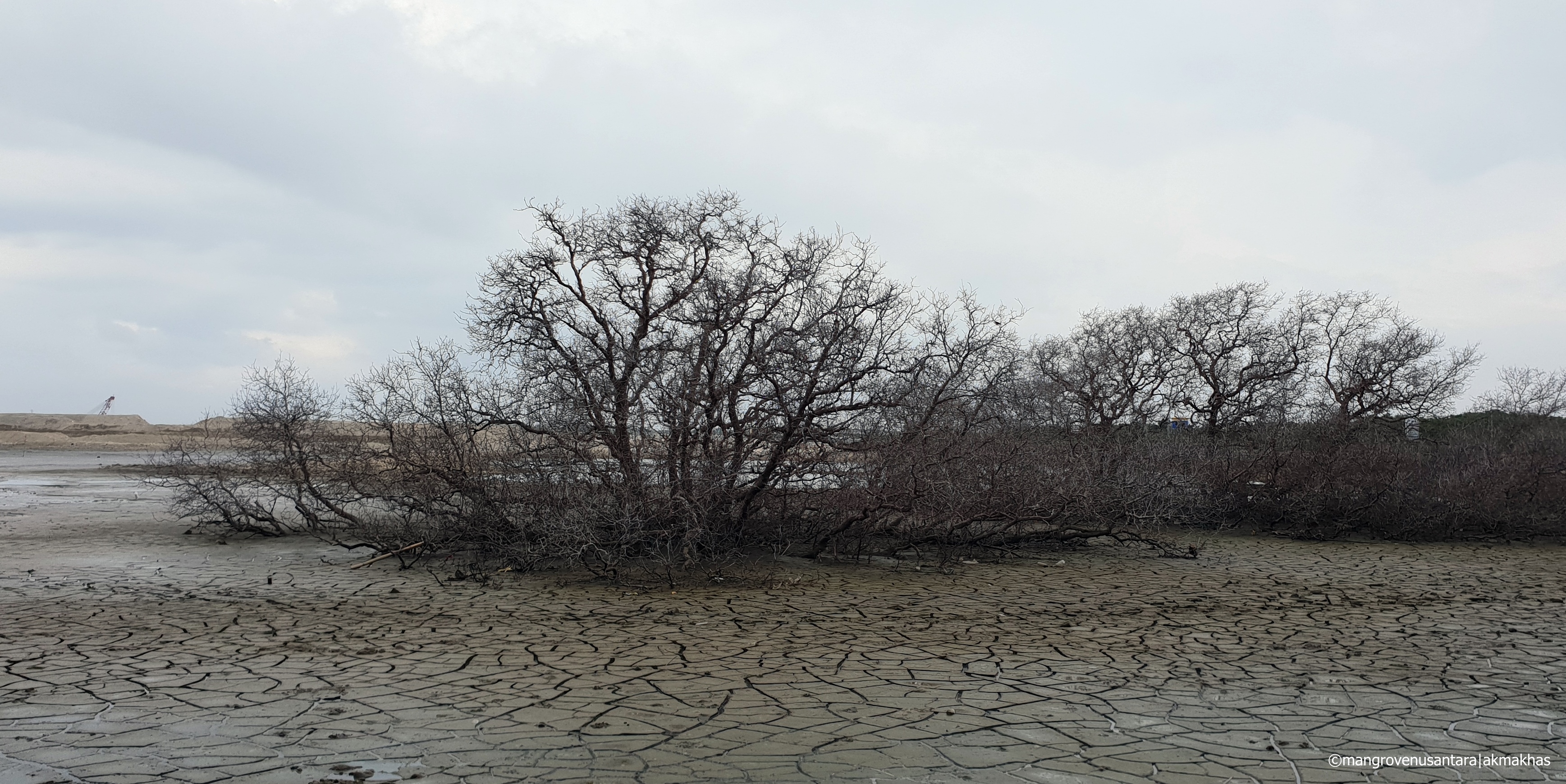  Kondisi mangrove dieback pada jenis Sonnerita sp. yang ada di Teluk Benoa (semua bagian mangrove mengering dan berwana abu-abu), akar nafas tertutup sedimen, dan kondisi permukaan tanah yang kering ditandai dengan rekahan tanah. Foto : akmakhas/mangrove nusantara/Mongabay Indonesia