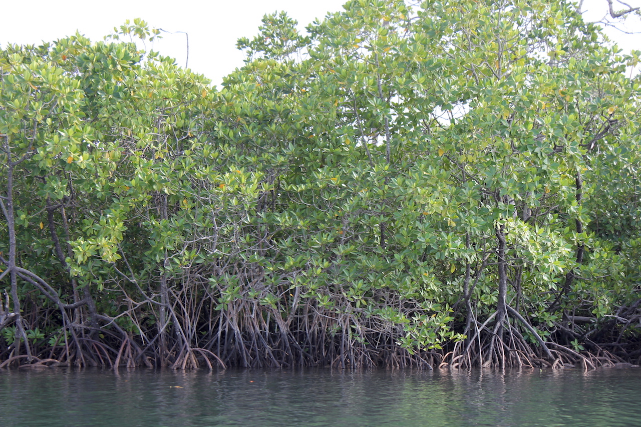 Zonasi Hutan Mangrove Nusagates