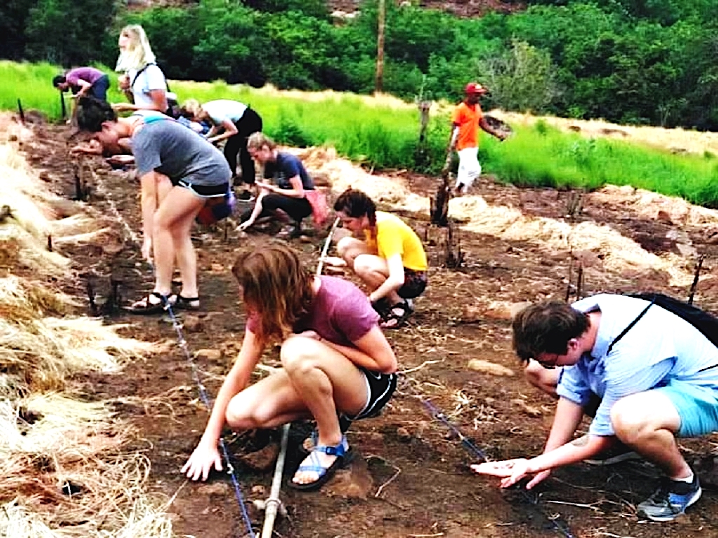 Mahasiswa dari Gustavus Adolphus College, Minnesota, Amerika sedang praktek menanam sorgum di Likotuden, desa Kawalelo, Flores Timur, NTT | Foto: Ebed de Rosary/Mongabay Indonesia