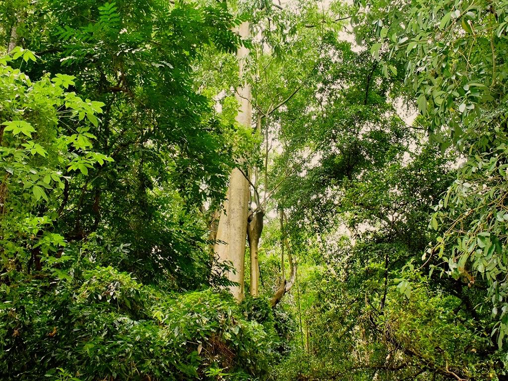 Pohon ketimis, tempat sarang madu yang dikelola oleh anggota HKm Wairtopo | Foto: Ebed de Rosary/Mongabay Indonesia