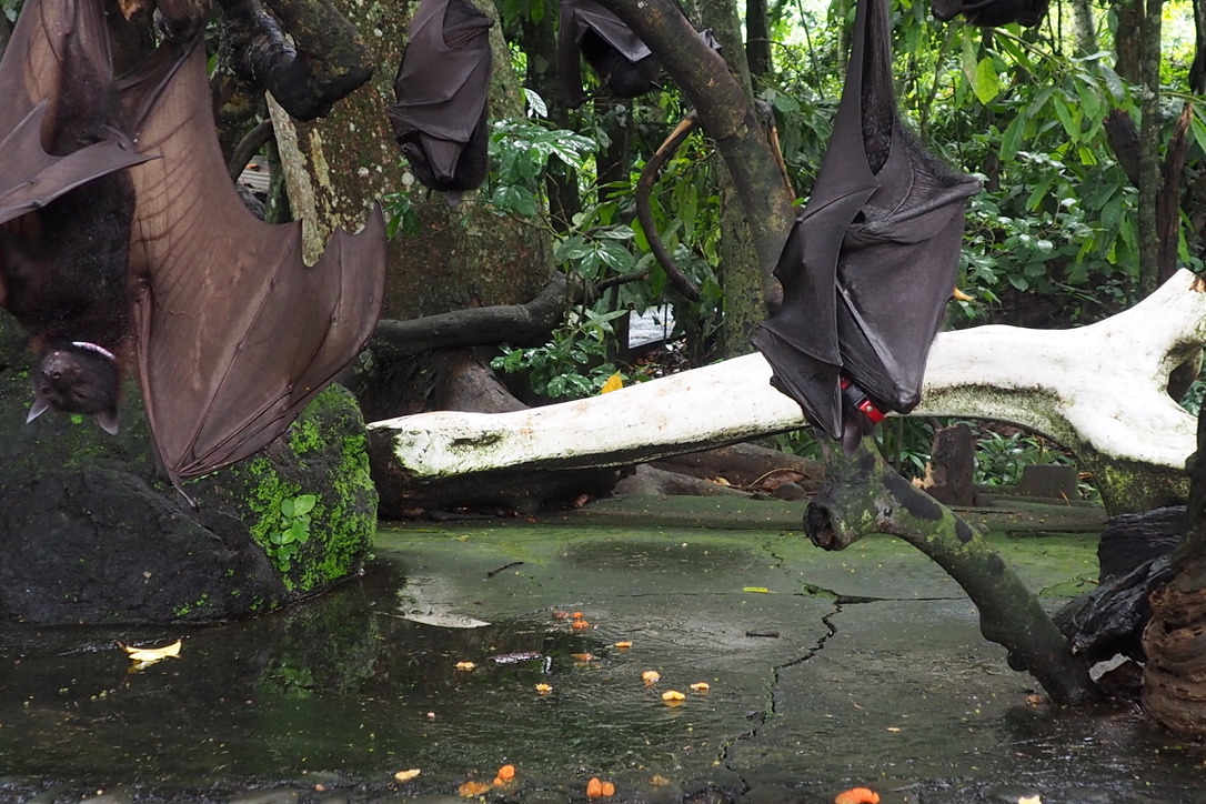 Alas Kedaton juga menjadi habitat bagi kelelawar raksasa atau bukal | Foto: Anton Muhajir/Mongabay Indonesia