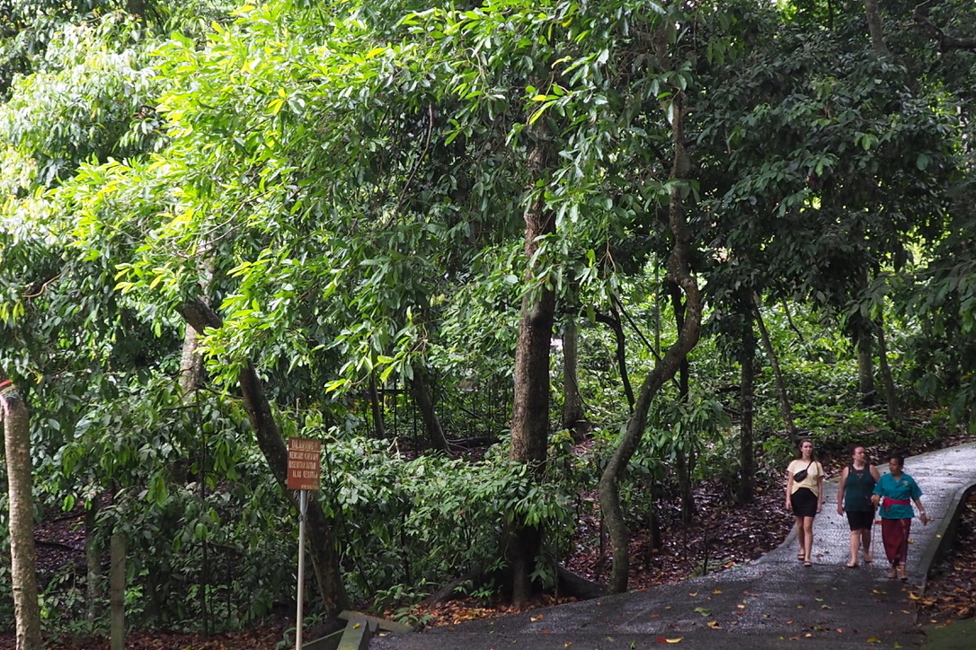 Alas Kedaton merupakan hutan seluas lebih dari 10 hektar dengan habitat monyet di dalamnya | Foto: Anton Muhajir/Mongabay Indonesia