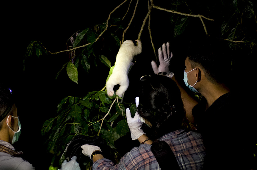 Alby akhirnya hidup bebas di habitatnya, di TNBBS | Foto: Bobby Muhidin/IAR Indonesia