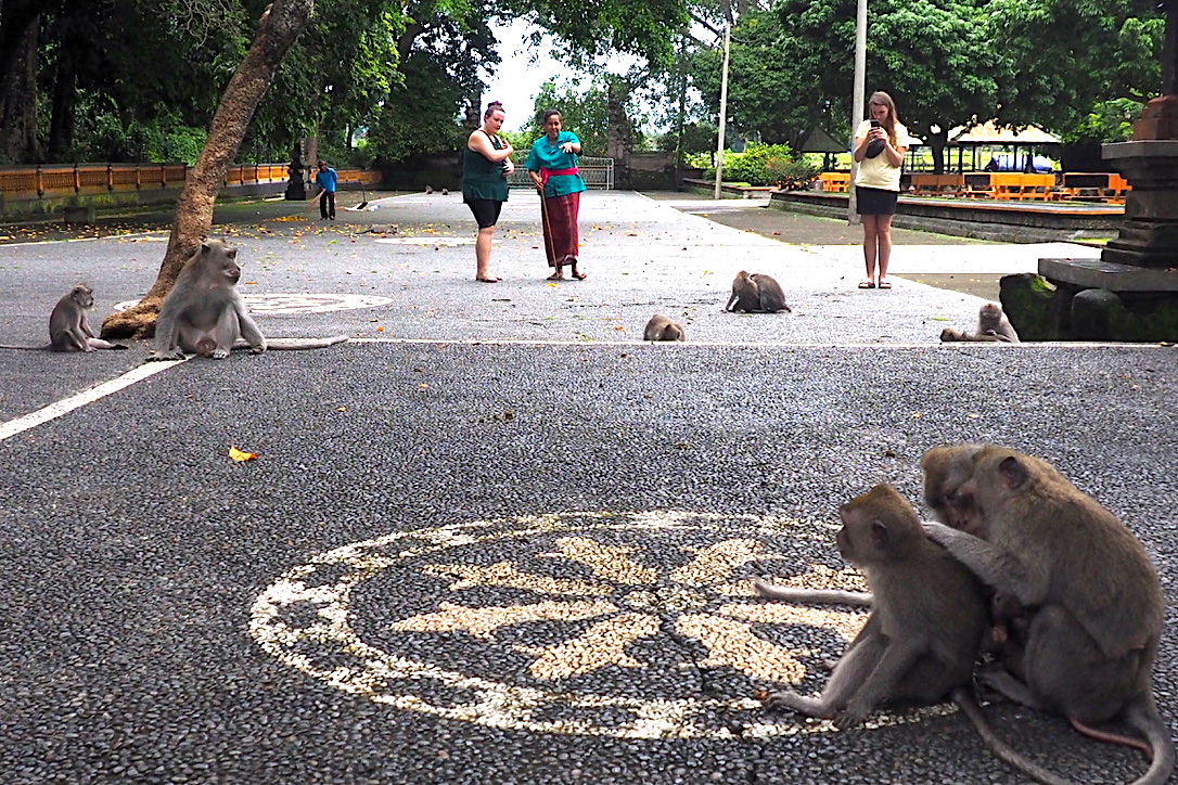 Bagi warga lokal, monyet merupakan satwa yang dihormati termasuk memberikan hari khusus untuk sembahyang bagi monyet | Foto: Anton Muhajir/Mongabay Indonesia