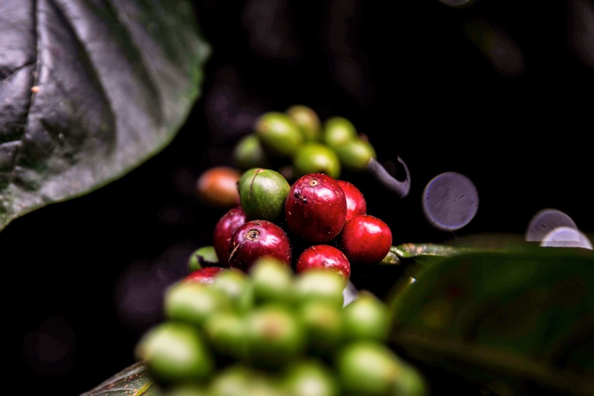 Kopi Cibulao, yang membawa perubahan pada masyarakat Kampung Cibulao, Cisarua, Kabupaten Bogor | Foto: Donny Iqbal/Mongabay Indonesia