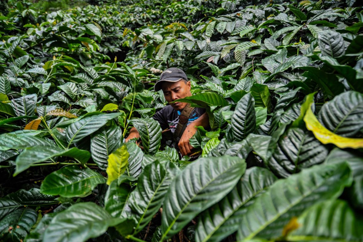 Kiryono (39) petani Kampung Cibulao, Cisarua, Bogor, Jawa Barat, Petani kopi yang merawat hutan di hulu Sungai Ciliwung | Foto: Donny Iqbal/Mongabay Indonesia