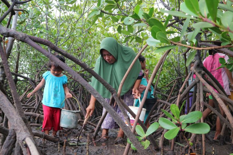 Kala Hutan Mangrove jadi Penyelamat Lingkungan dan Ekonomi 