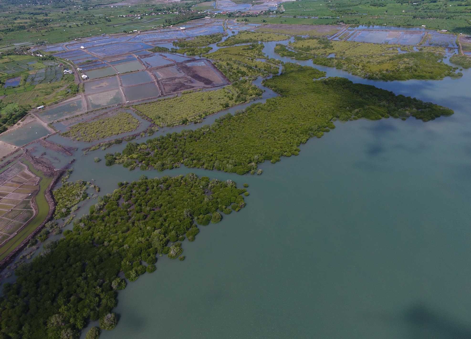 Tampak hutan mangrove lumayan rimbun. Ancaman masih mengintai bagi mangrove di Teluk Jor, termasuk di Desa Paremas, ini oleh tambak garam dan tambak udang. Padahal, hutan mangrove itu melindungi kampung mereka dari abrasi dan rob | Foto: Fathul Rakhman/ Mongabay Indonesia