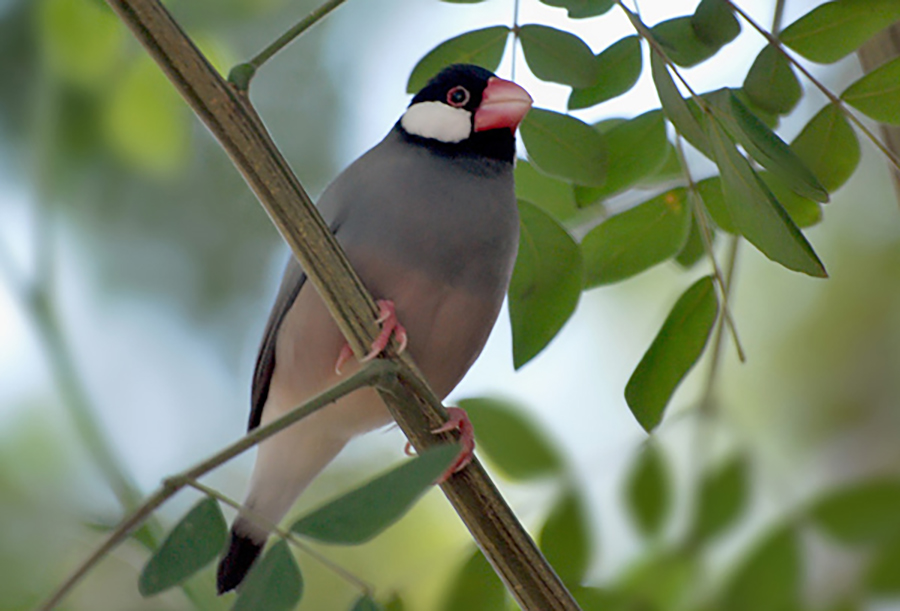 Gelatik jawa yang banyak berkeliaran di Gorontalo | Foto: Eko Prastio Ramadhan/Burung Indonesia