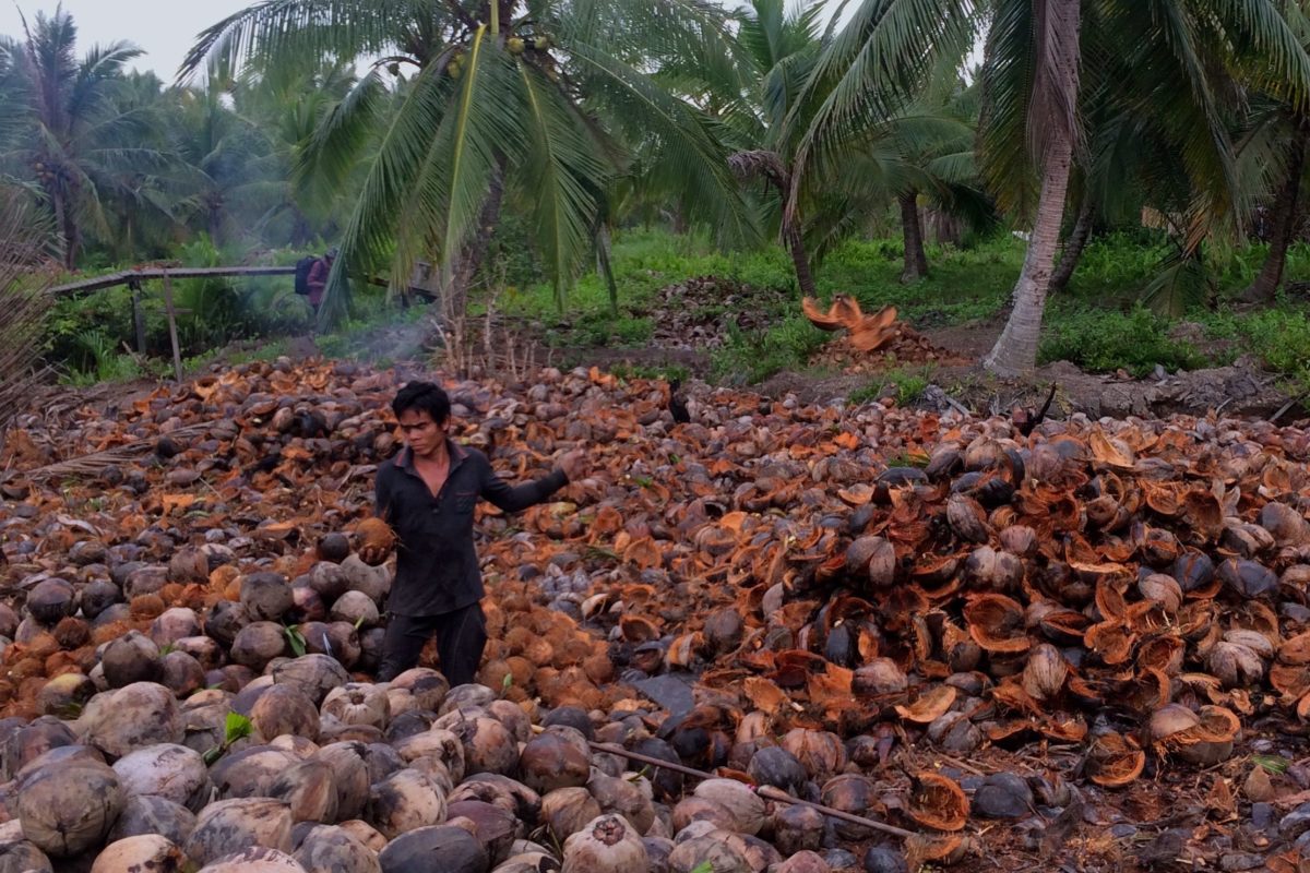 Petani kelapa Desa Sungai Piyai memproses hasil panen kelapa yang dijual ke pengumpul. Harga kelapa yang anjlok sejak dua tahun terakhir memukul ekonomi masyarakat | Foto: Zamzami/Mongabay Indonesia-INFIS