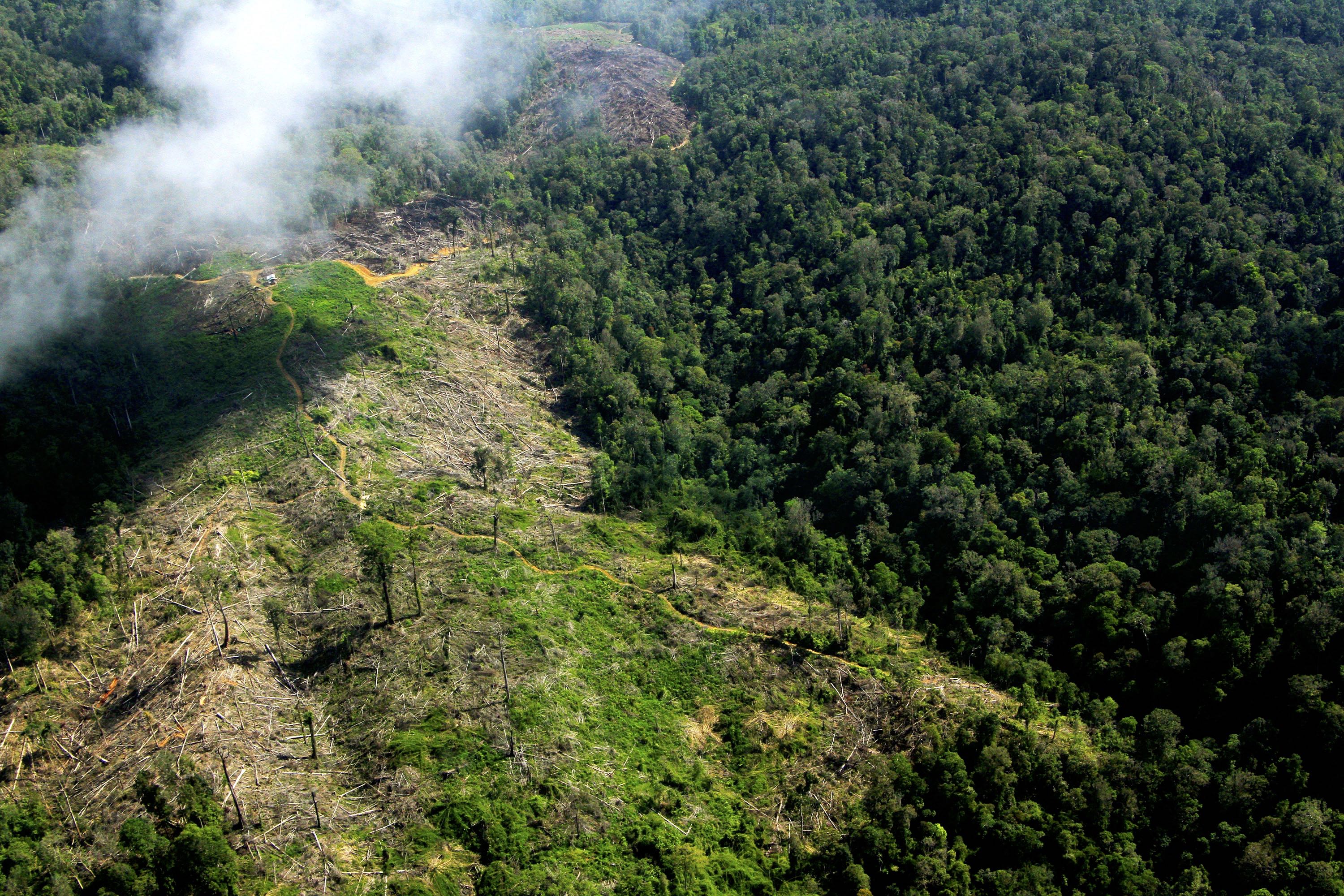 Peta Ungkap Tutupan Hutan Tn Gunung Leuser Di Aceh Terus Berkurang