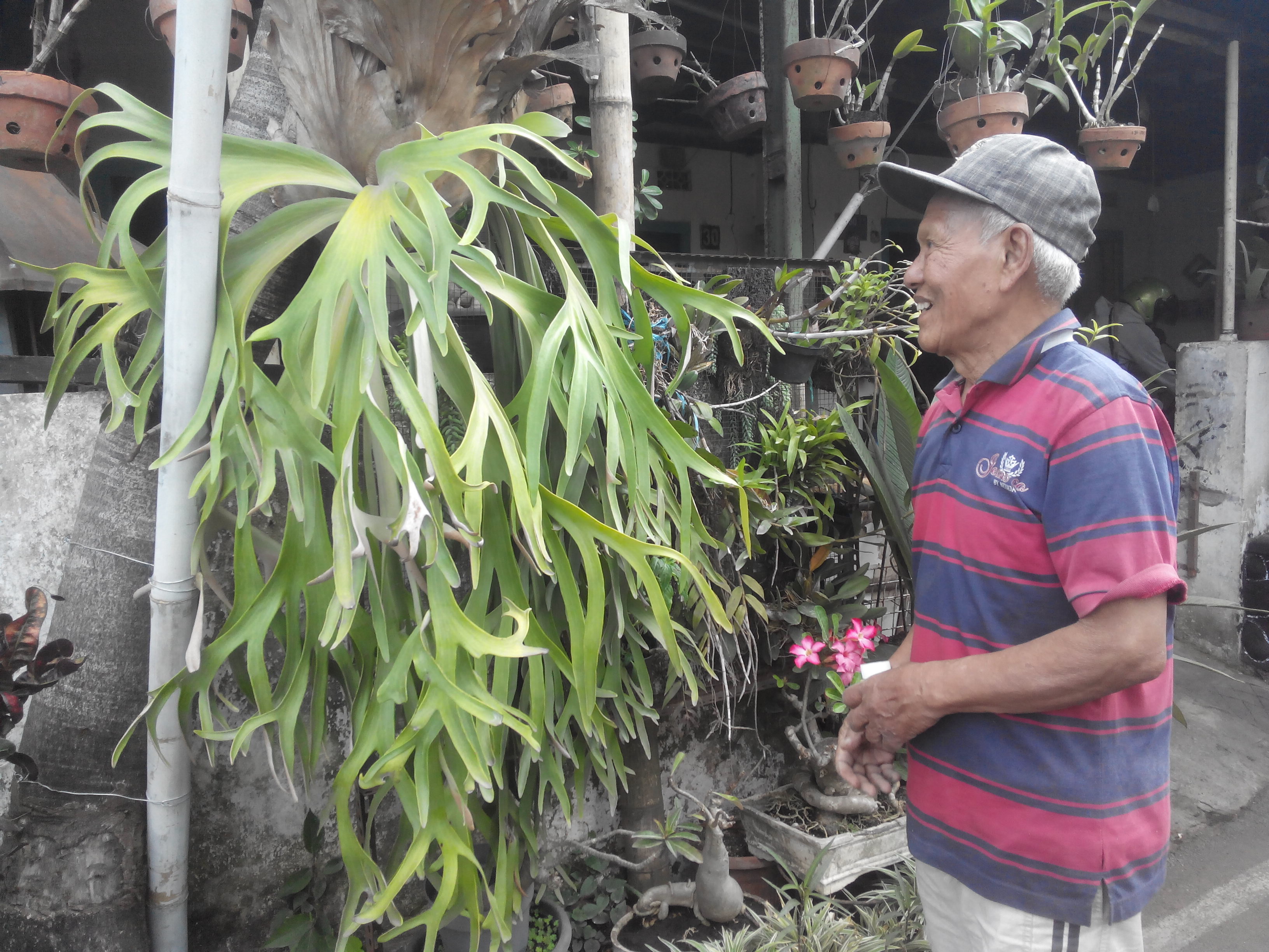 Warga memeriksa dan merawat tanaman hias yang ditanam di depan rumah | Foto: Eko Widianto/ Mongabay Indonesia