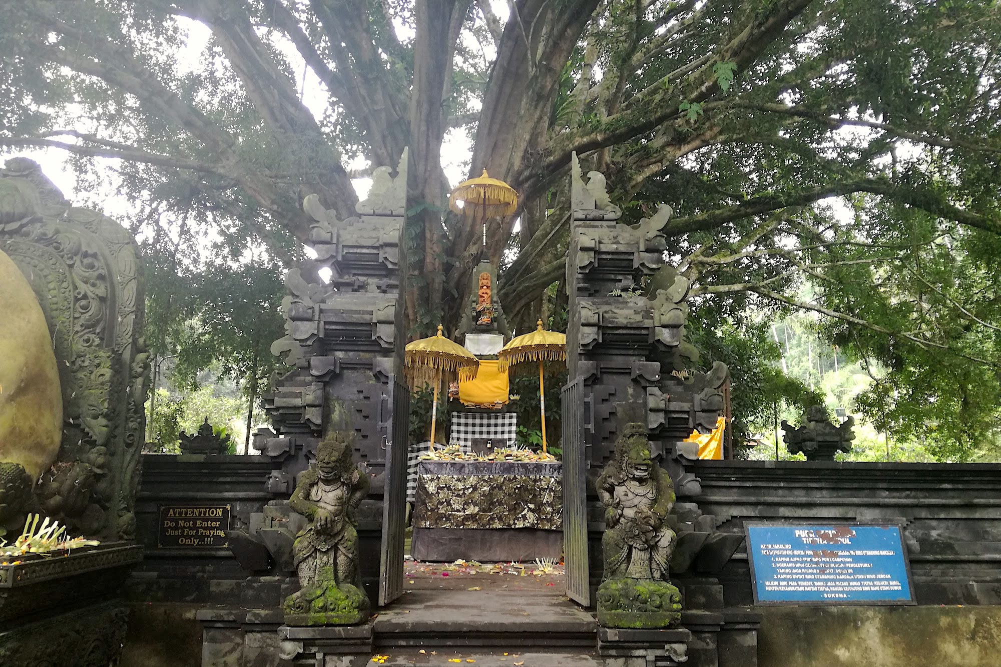 Pohon pohon raksasa di bagian nista mandala Pura Tirta Empul membuat suasana terasa teduh dan sejuk | Foto: Anton Muhajir/Mongabay Indonesia