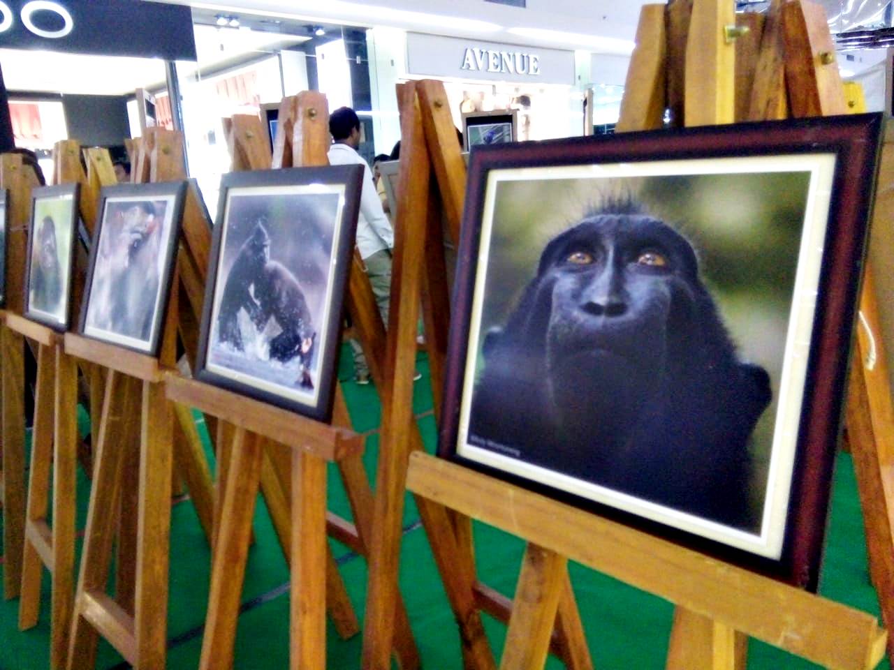 Yayasan Selamatkan Yaki menggelar Ekshibisi foto untuk mempromosikan karya fotografer lokal | Foto: Themmy Doaly/Mongabay Indonesia