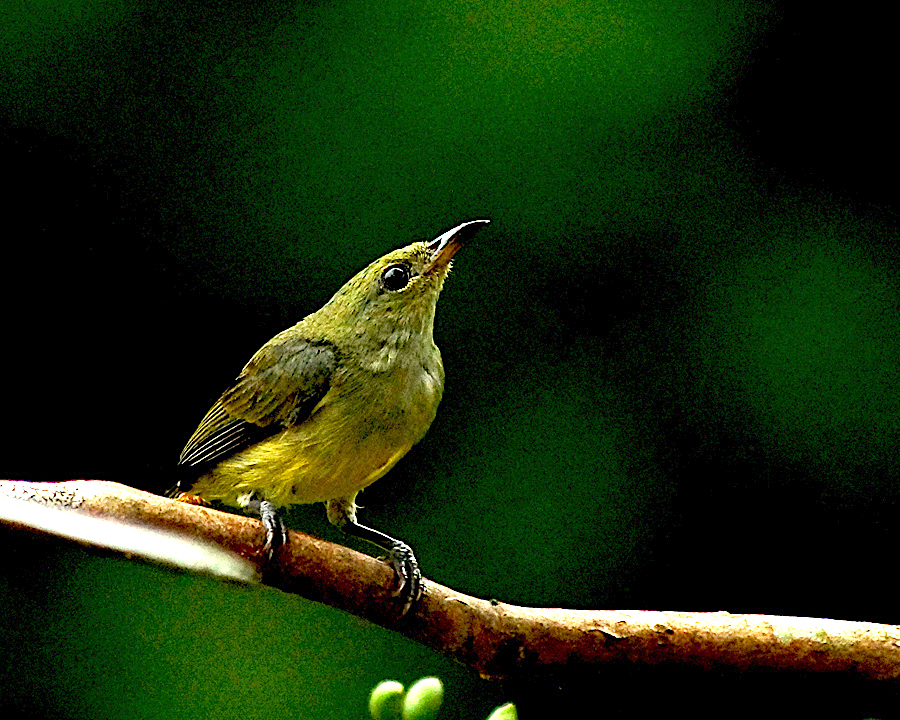 Burung cabai bunga api betina | Foto: Anton Wisuda/Mongabay Indonesia