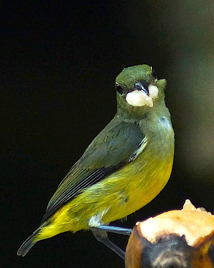 Burung cabai bunga api betina sedang membawa makanan | Foto: Anton Wisuda/Mongabay Indonesia