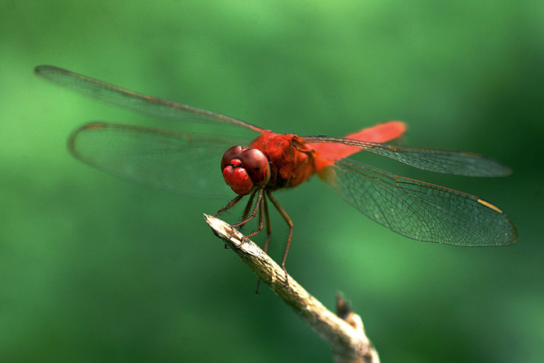 Indonesia Dragonfly Society Penjaga Capung  Indonesia agar 