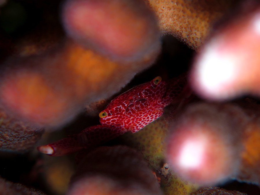 Coral crab | Foto: Anton Wisuda/Mongabay Indonesia