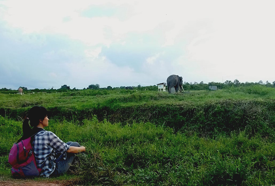 Dengan teknik mind power, manusia dapat mengerti apa keinginan gajah | Foto: Eni Muslihah/Mongabay Indonesia