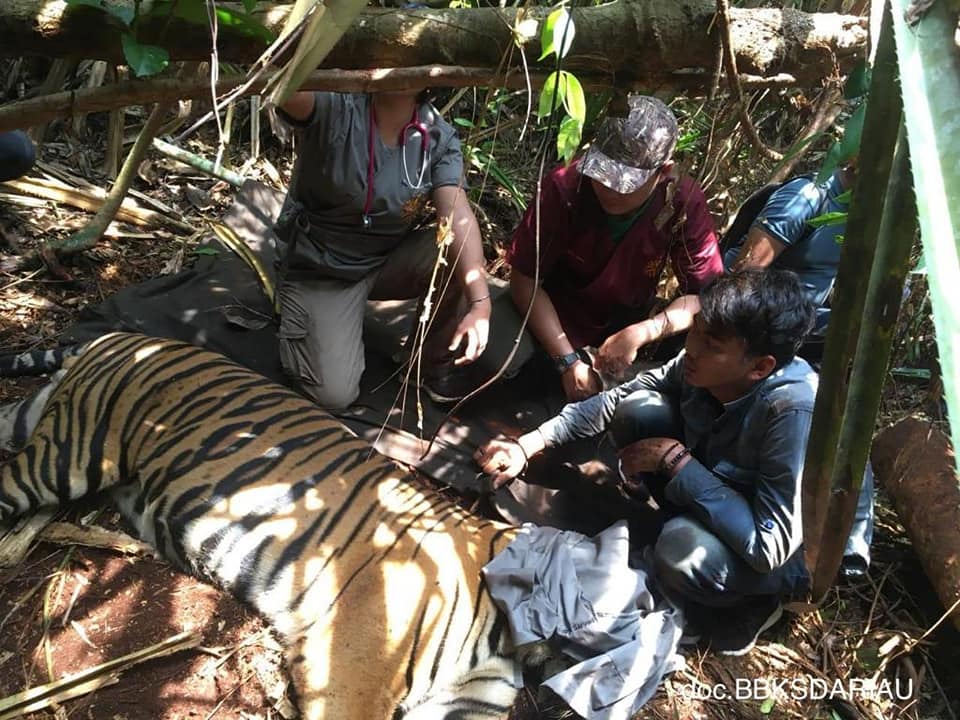 Harimau yang berhasisl dievakuasi dari jerat baja di konsesi restorasi ekosistem PT RAPP. di Riau beberapa tahun lalu. Foto: BBKSDA Riau