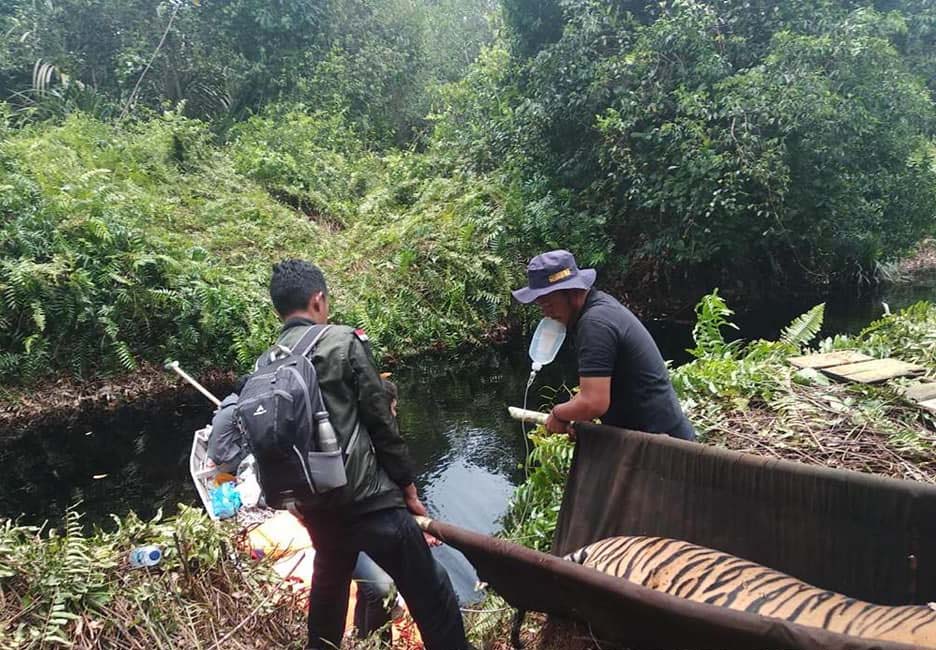 Izin-izin konsesi maha luas ini juga menggerus habitat satwa seperti harimau Sumatera. Ini harimau berhasil dievakuasi di Riau, beberapa waktu lalu. Foto: BBKSDA RIau