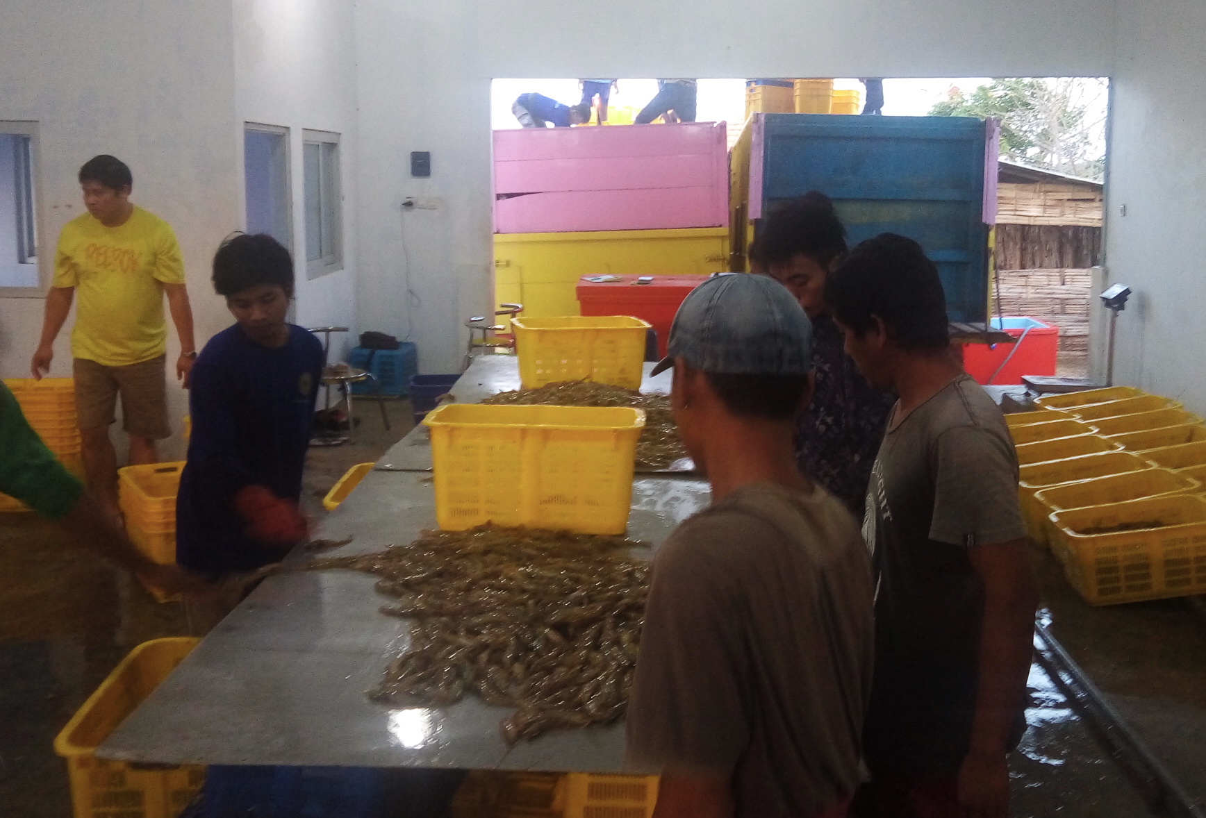 Hasil panen udang vaname milik PT Delta Guna Sukses (DGS) di Jember, Jatim. PT DGS pemasok udang bagi PT Mega Marine Pride yang berhasil mendapatkan sertifikat perikanan budidaya berkelanjutan Aquaculture Stewardship Council (ASC) | Foto: WWF Indonesia/Mongabay Indonesia