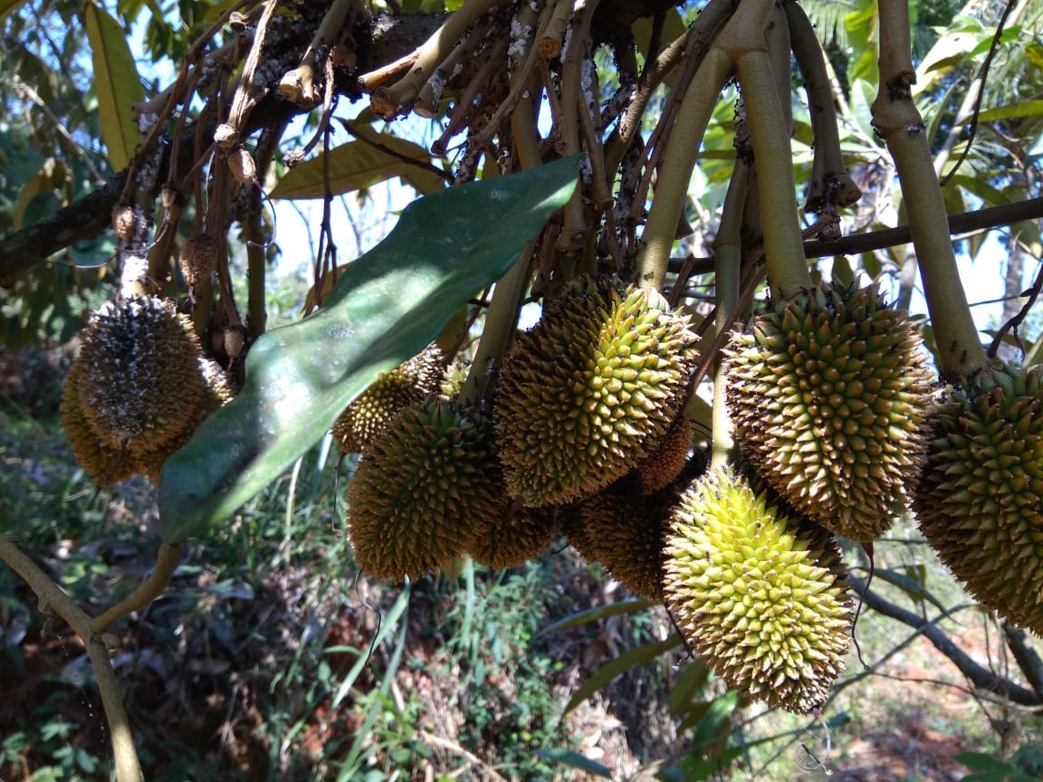 Durian, salah satu tanaman buah-buahan di Kebun Buah Mangunan | Foto: Rujiyanti, pengelola Kebun Buah Mangunan