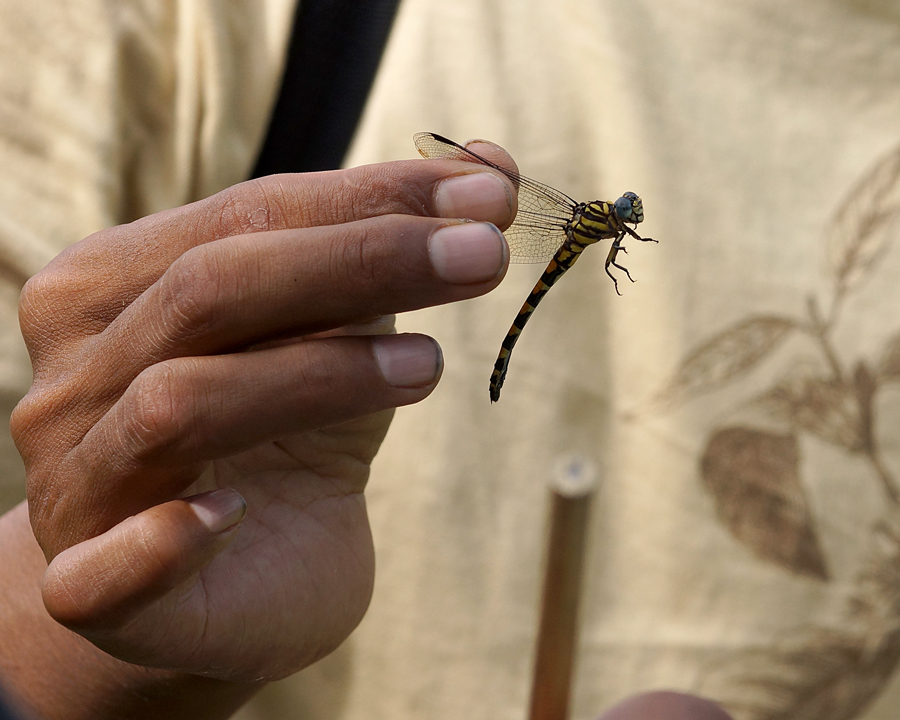 Pendataan capung oleh anggota Indonesia Dragonfly Community | Foto: Anton Wisuda/Mongabay Indonesia