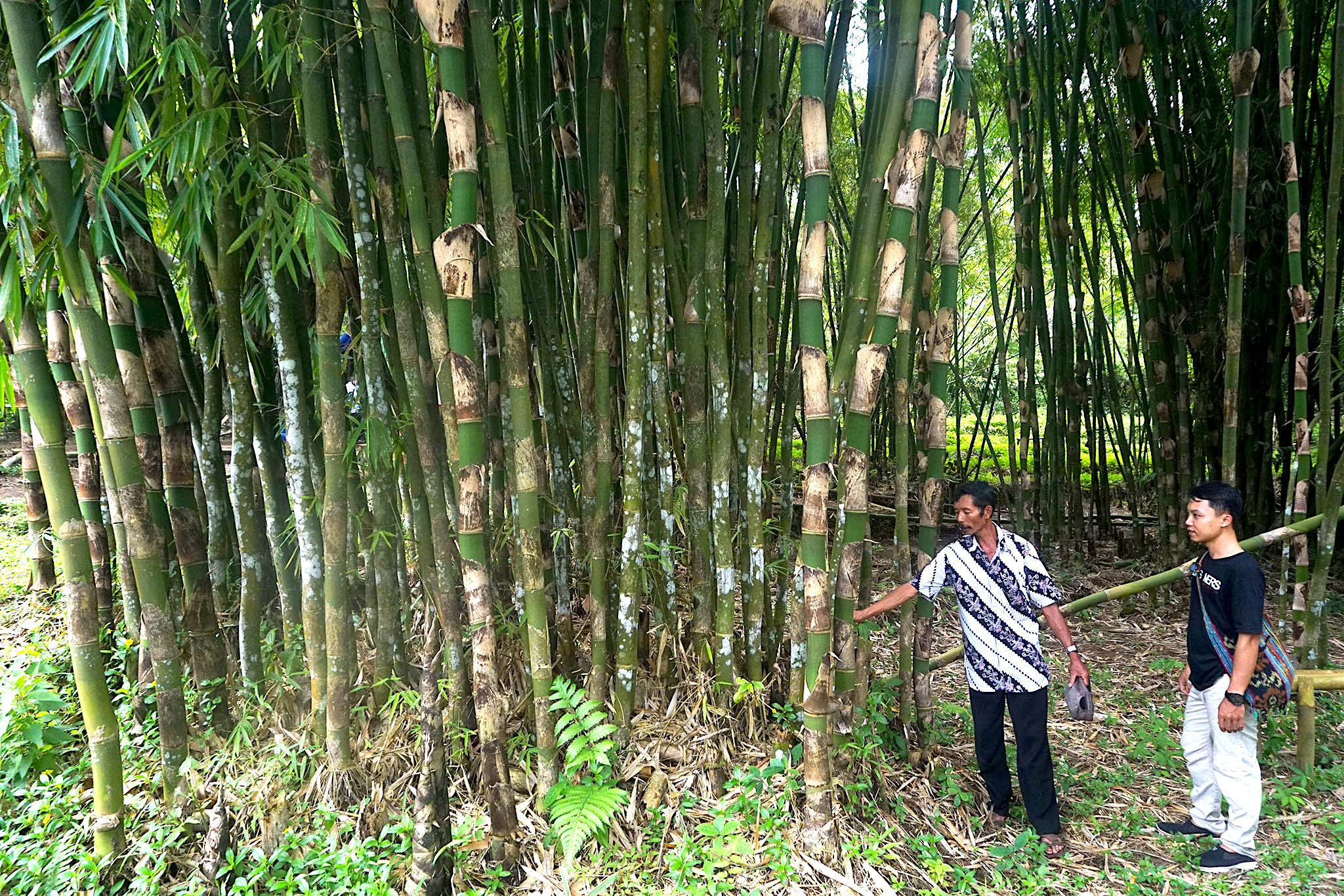 Narsim (kiri) menunjukkan bambu jenis Dangkil yang setiap ruas dalam satu batang tidak lurus | Foto: L Darmawan/Mongabay Indonesia