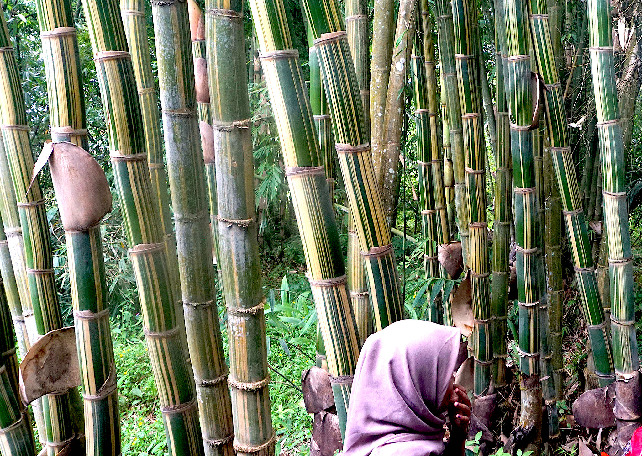 Rumpun bambu dengan jenis bambu kuda | Foto: L Darmawan/Mongabay Indonesia