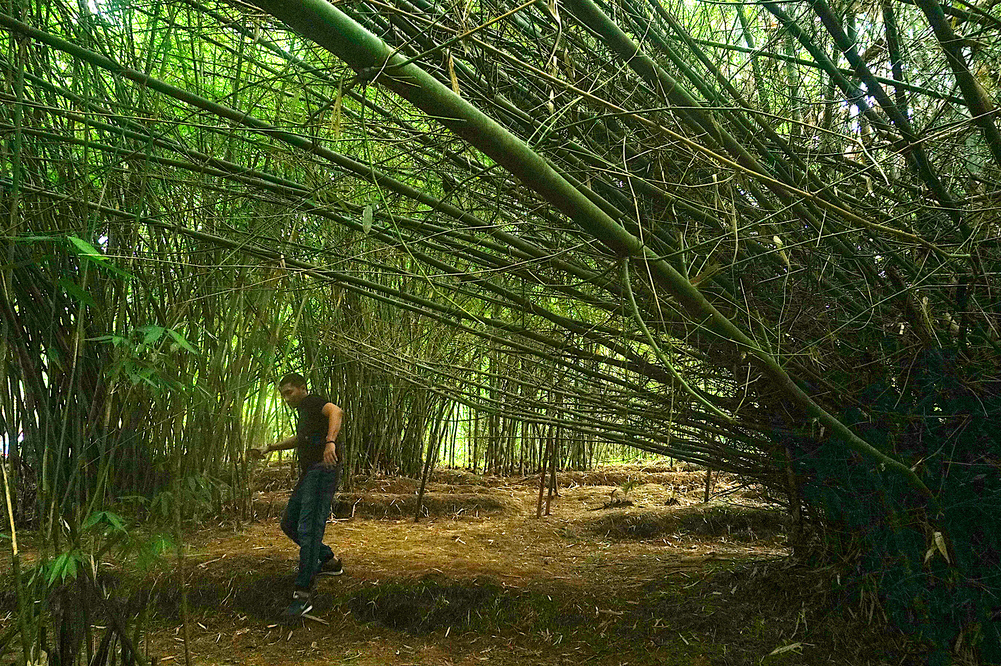 Bambu jenis bambu merak yang tumbuh ke samping | Foto: L Darmawan/Mongabay Indonesia