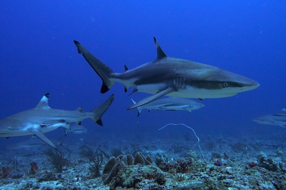 Kumpulan hiu Blacktip Reef shark (Carcharhinus melanopterus). Ditemukan di perairan terumbu karang yang sehat hingga kedalaman 40 meter. Ia bisa tumbuh hingga 180 cm | Foto: Wahyu Mulyono