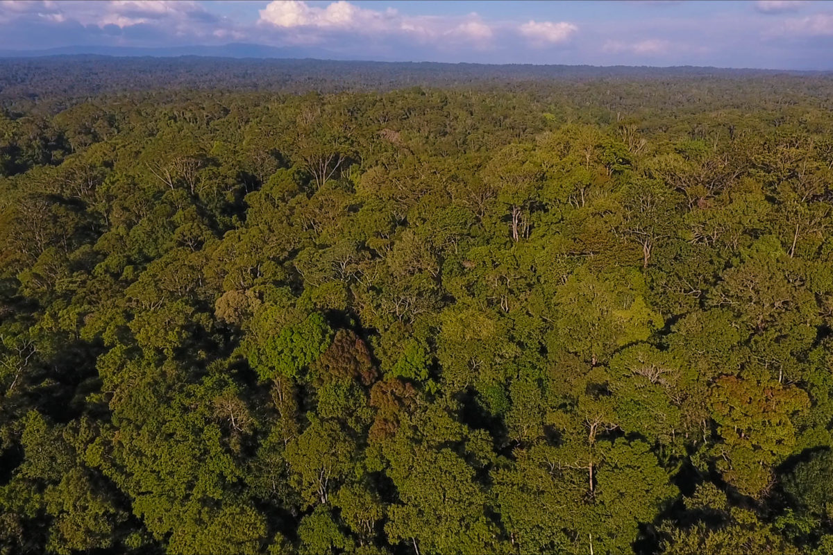 Hutan Batang Toru, rumah orangutan Tapanuli harus diselamatkan dari ancaman kepunahan. Foto: Ayat S Karokaro/ Mongabay Indonesia