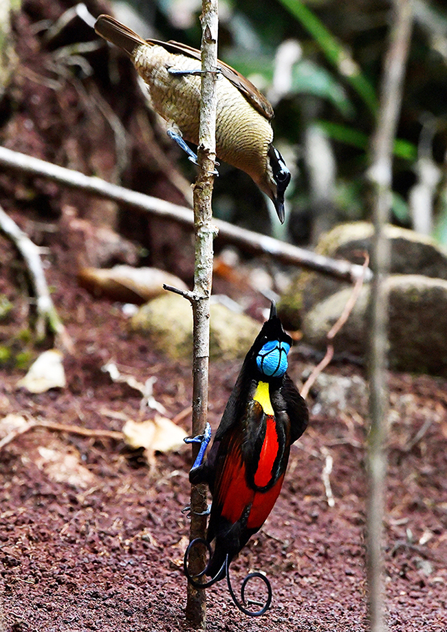  Cendrawasih botak [bawah] dan sang betina [atas] | Foto: Andhy PS/Mongabay Indonesia 